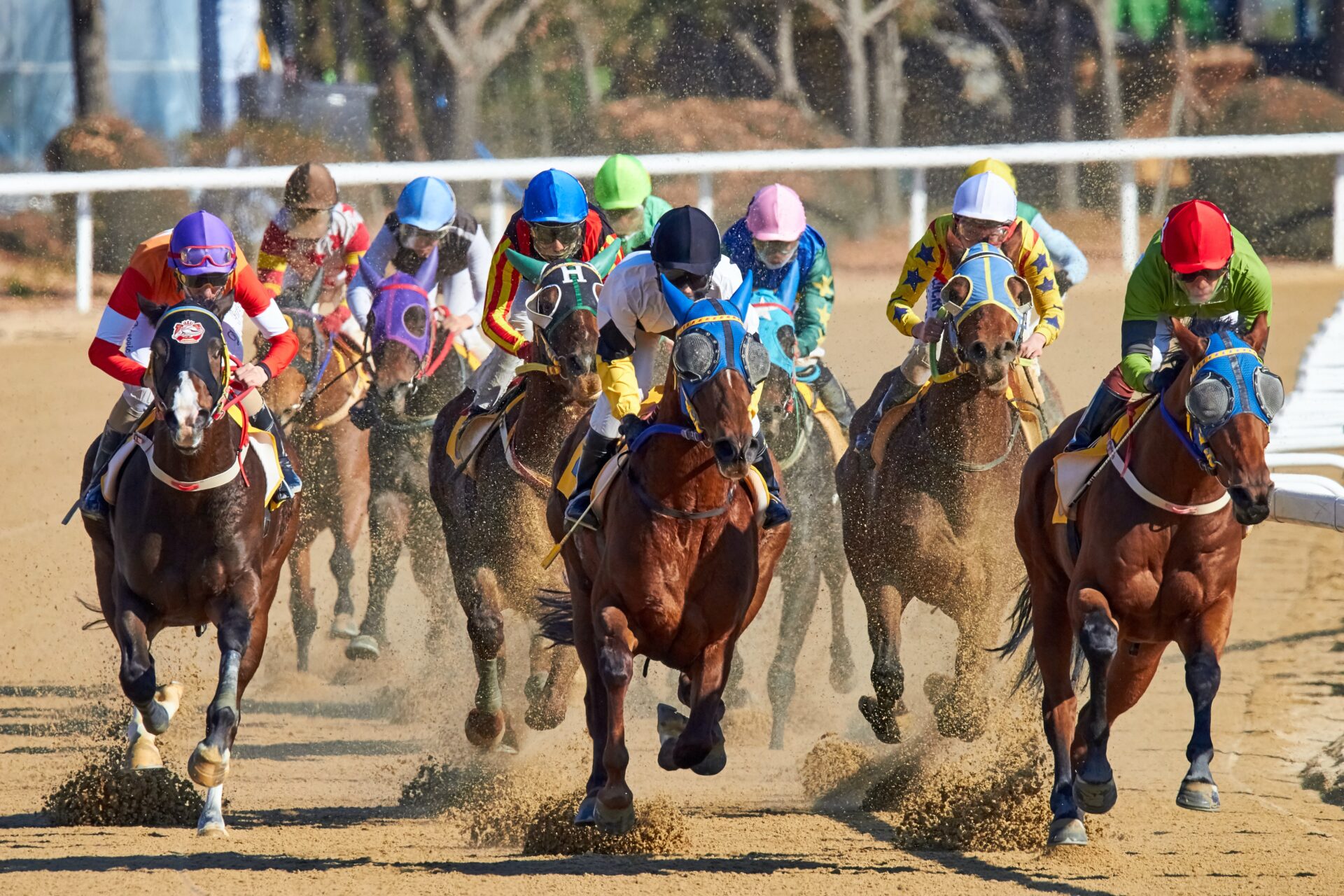 horse_racing_pedigree_important
